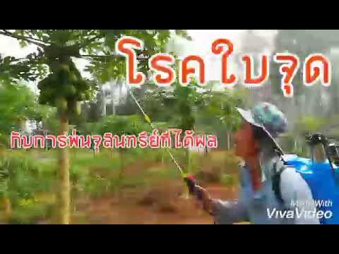 โรคใบจุดมะละกอ กับเทคนิคการใช้จุลินทรีย์