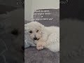 Unleash The Debate And Choose Your Paw Some Path ️