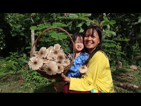 Picking Wild Mushroom In The Philippines - Denden Lifestyle