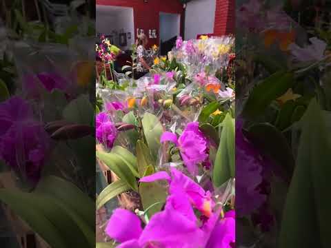 Feira de orquídeas - 14 a 16/08- Bosque dos Buritis em Goiânia - Goiás