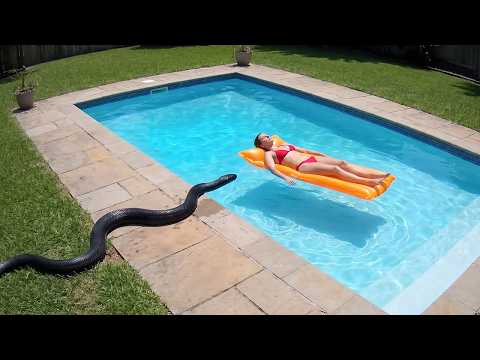 Terrifying Snake Encounters Caught on Camera