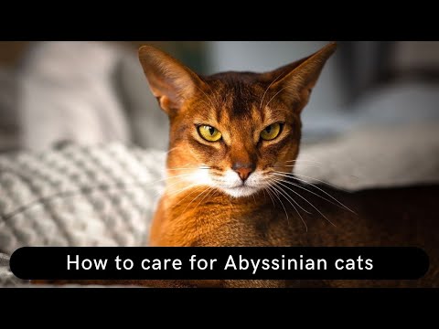 How to care for Abyssinian cats Updated 2022