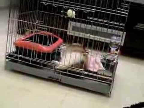 Shermaine - Jayne said " meow meow meow"