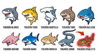 Todos los Tipos de Tiburones Explicados en 10 minutos