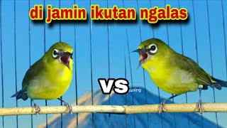 Download lagu Pleci Ngalas Manggil Pleci lain || Pleci Gacor Nembak Memancing lawan mp3 Download lagu Pleci Ngalas Manggil Pleci lain || Pleci Gacor Nembak Memancing lawan mp3