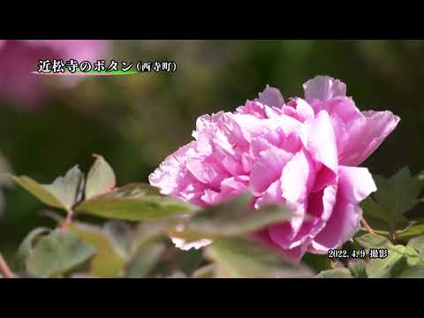 【佐賀県唐津市の風景：4K映像】近松寺ボタンの花[近松寺] (令和4年4月9日撮影）