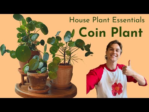 Pilea peperomioides - Complete Care - Houseplant Basics - How to Grow Well (Chinese Money Plant)