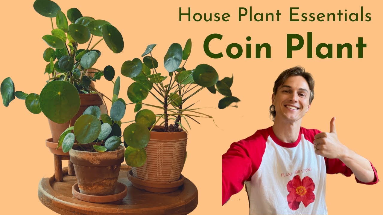Pilea peperomioides - Complete Care - Houseplant Basics - How to Grow Well (Chinese Money Plant)