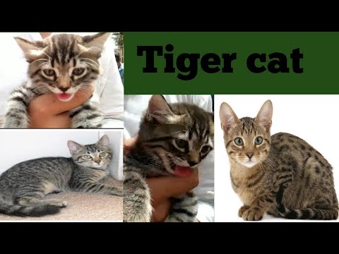 Tiger cat / cute cat's/ sadder market 2023 #youtube hasnain info vlogs