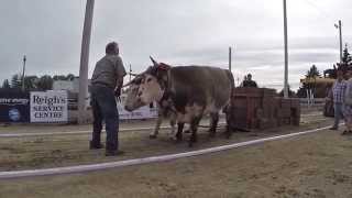 preview picture of video 'Yarmouth Exhibition Ox Haul - Darrell Watkins'