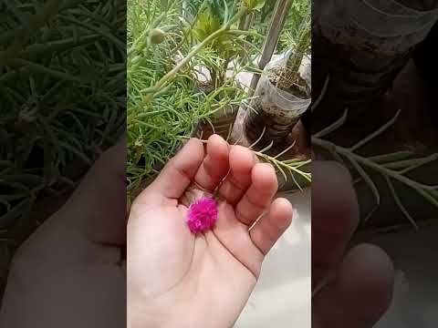 beautiful flower....like rose🌸 #love #flowers #relaxing #viralshort