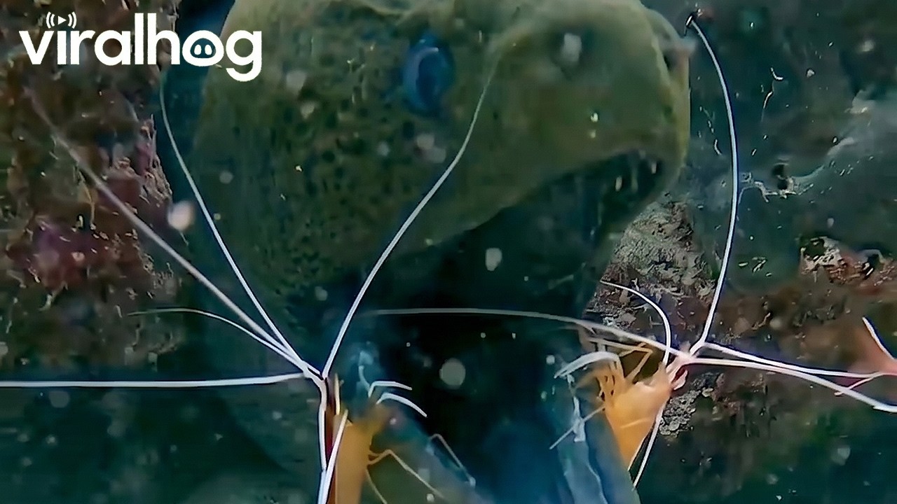 Huge Javanese Moray Eel Getting Cleaned by Two Very Brave Cleaning Shrimp || ViralHog