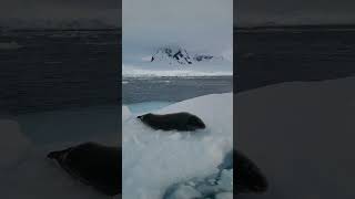 Seal of approval 🦭  #shorts #shortsfeed  #animals