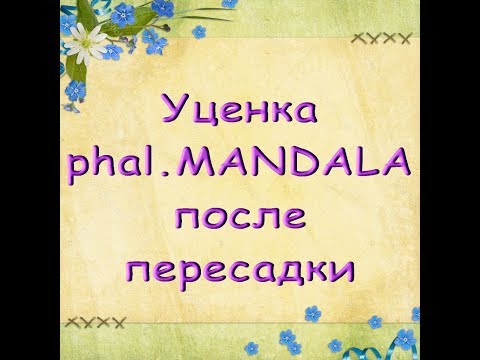 Орхидея-УЦЕНКА:состояние ПОСЛЕ ПЕРЕСАДКИ и УСЛОВИЯ содержания,Phal. MANDALA.С днем рождения,Галина!