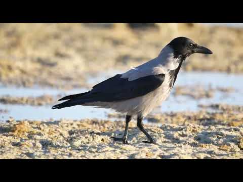 Hooded Crow (Corvuys cornix) - Mangrove Bay (Egypt), 25/31-3-2022