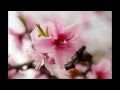 A small measure of peace - Hans Zimmer.wmv ...