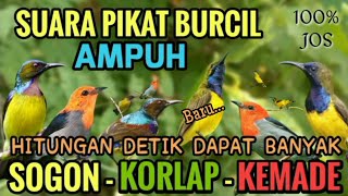 Download lagu SUARA PIKAT SOGON KORLAP DAN KEMADE DIJAMIN PALING AMPUH - baru #pikatburung  mp3