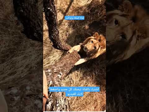 هجوم الأسد على الإنسان غرائب حيوانات الحيوانات البرية الأسود الحياة البرية عالم الحيوان عجیب