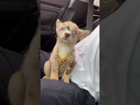 cute dogs animalscute petsdogs dog#dogstagram#puppy#instadog#doglover#doglovers#pets#doglife#love