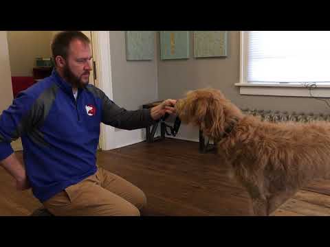 Helping a Dog Get Over a Fear of the Collar with a Conditioned Emotional Response (CER)