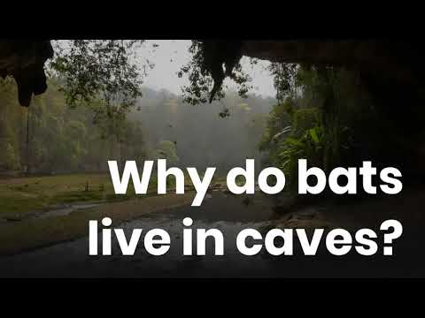 Play YouTube Video
