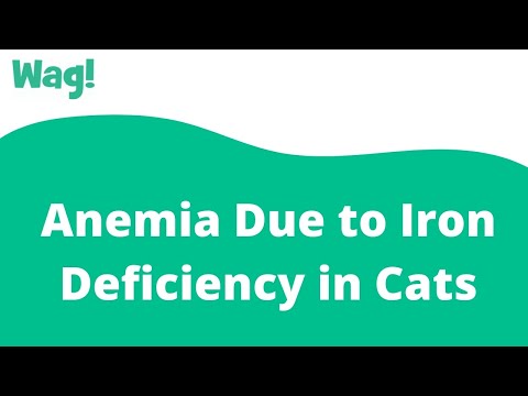 Anemia Due to Iron Deficiency in Cats | Wag!