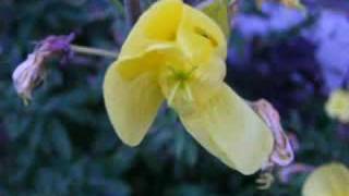 Moon Princess (Anna Maria Jopek & Pat Metheny)