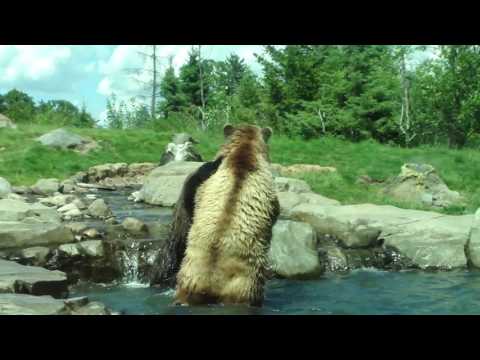 Grizzly bears fighting