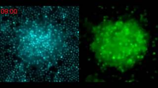 Human neutrophil swarming blocks the growth of Candida albicans