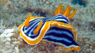 "The Beauty  of Life"  music by Robert Cohen Lyrics by Ronald W. Cadmus performed by Matthew Curtis