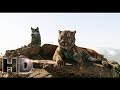 The Jungle Book 2016 Sherekhan Kill Akela Scene Hollywood MovieClips In Hindi