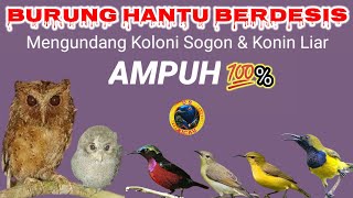 Download lagu Suara pikat burung kecil; Suara Sogon & Konin  terancam VS Burung hantu mendesis #burungmadu mp3