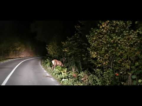 Un mic cerb la barajul Zetea