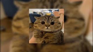 satu peluang - andi bernadee | speed up tiktok