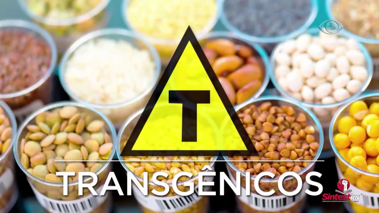 Alimentos transgênicos (Diálogo Plural #237)