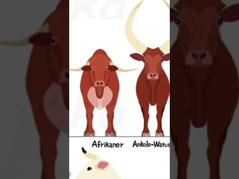 , title : '#shorts Breeds of cows aberdeen angus'