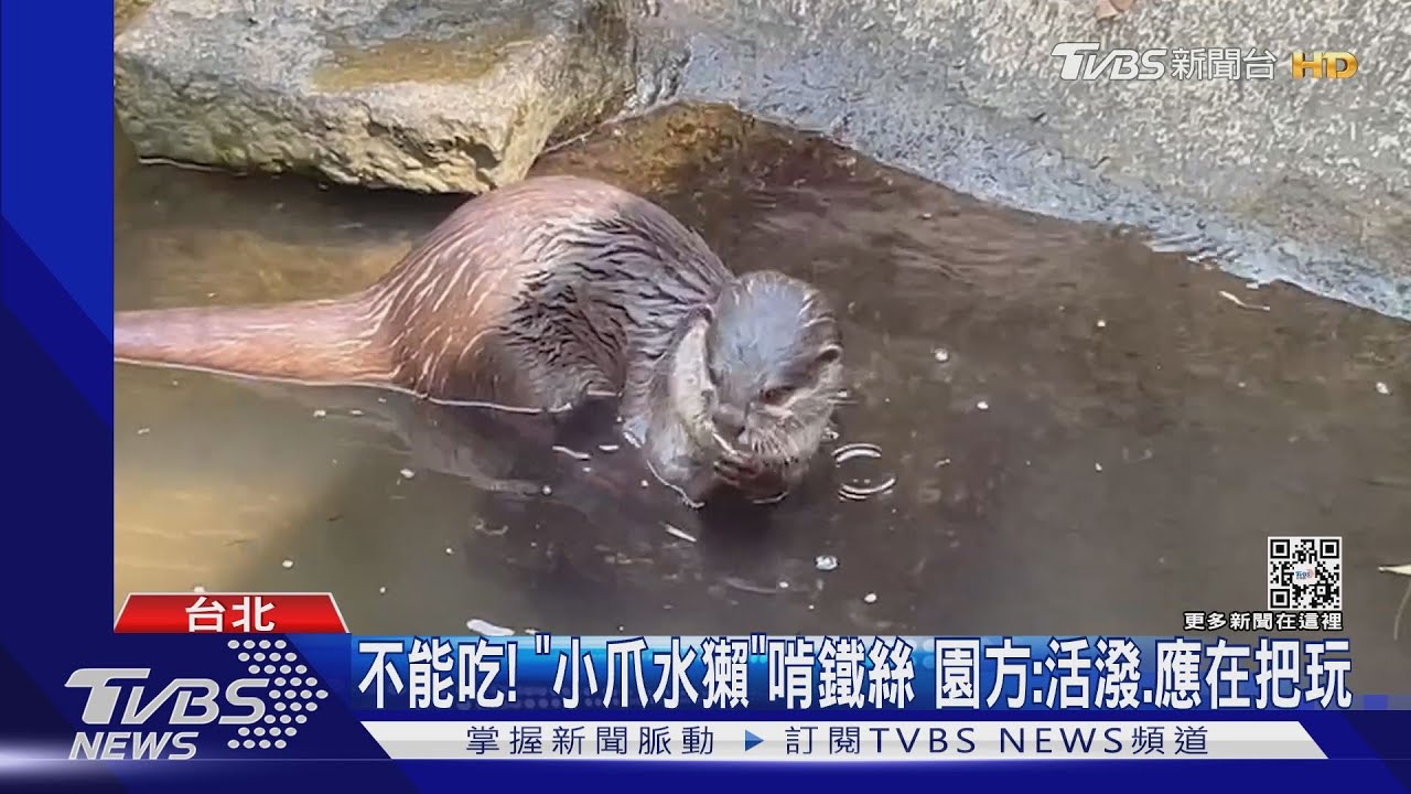 不能吃!「小爪水獺」啃鐵絲 園方:活潑、應在把玩