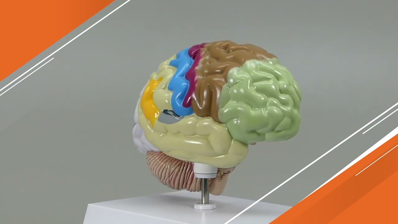 Half Brain Model | AnatomyStuff