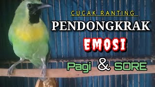 Download lagu CUCAK RANTING GACOR SUARA JERNIH UNTUK PANCINGAN YANG MALAS BUNYI || TEMBAKAN CUCAK RANTING mp3