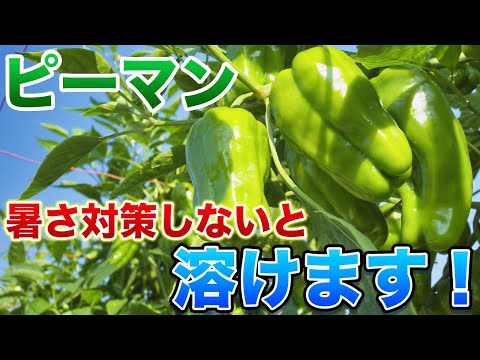 菜園に日陰を作るにはどうすればいいですか？この夏、野菜を守るための 5 つ以上の熱波対策のヒント  庭園