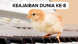 Download lagu Shopee 12.12 Birthday Sale | Temukan Namamu di Rezeki Nama Shopee Dapat Diskon s/d 50RB! mp3 Download lagu Shopee 12.12 Birthday Sale | Temukan Namamu di Rezeki Nama Shopee Dapat Diskon s/d 50RB! mp3