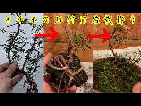大葉石イチイ 植物