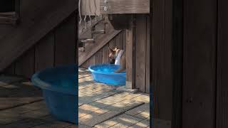 Video preview image #1 Boxador Puppy For Sale in Omaha, NE, USA
