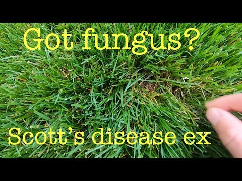image-What is killing my fescue?