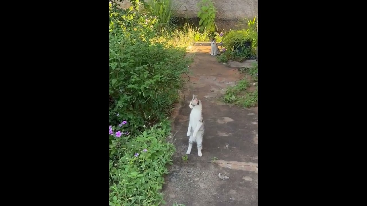 Gato raça SRD-ViraLata idade 2 a 6 meses nome As trigêmeas 