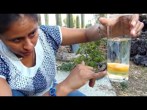 Interpretación del huevo de limpia