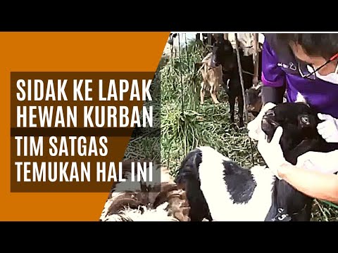 SIDAK LAPAK PENJUALAN HEWAN KURBAN