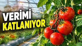 Yılda Altı Milyon Gül Üreten Dev Seranın Sırrı: Bu Yöntemle Sebze Veriminizi Kat
