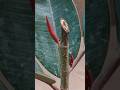 Rubber Plant (Ficus Elastica) - Pruning 🌿 Rubberplant #ficuselastica #pruning