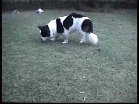 Dog Named Sufi During Her Last Days